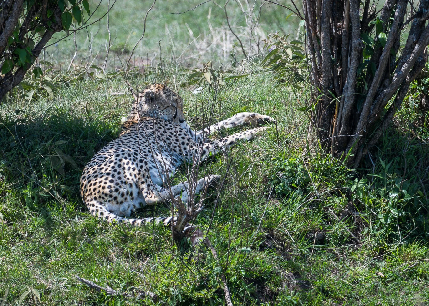 Cheetah