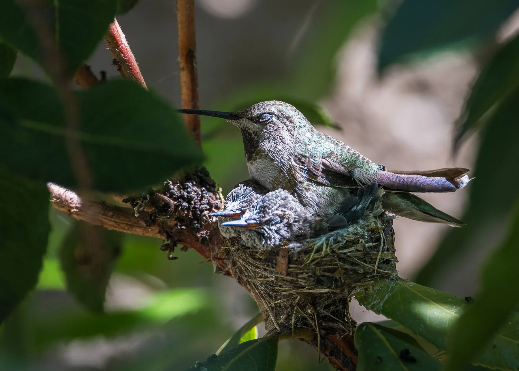 Humming Bird Babies