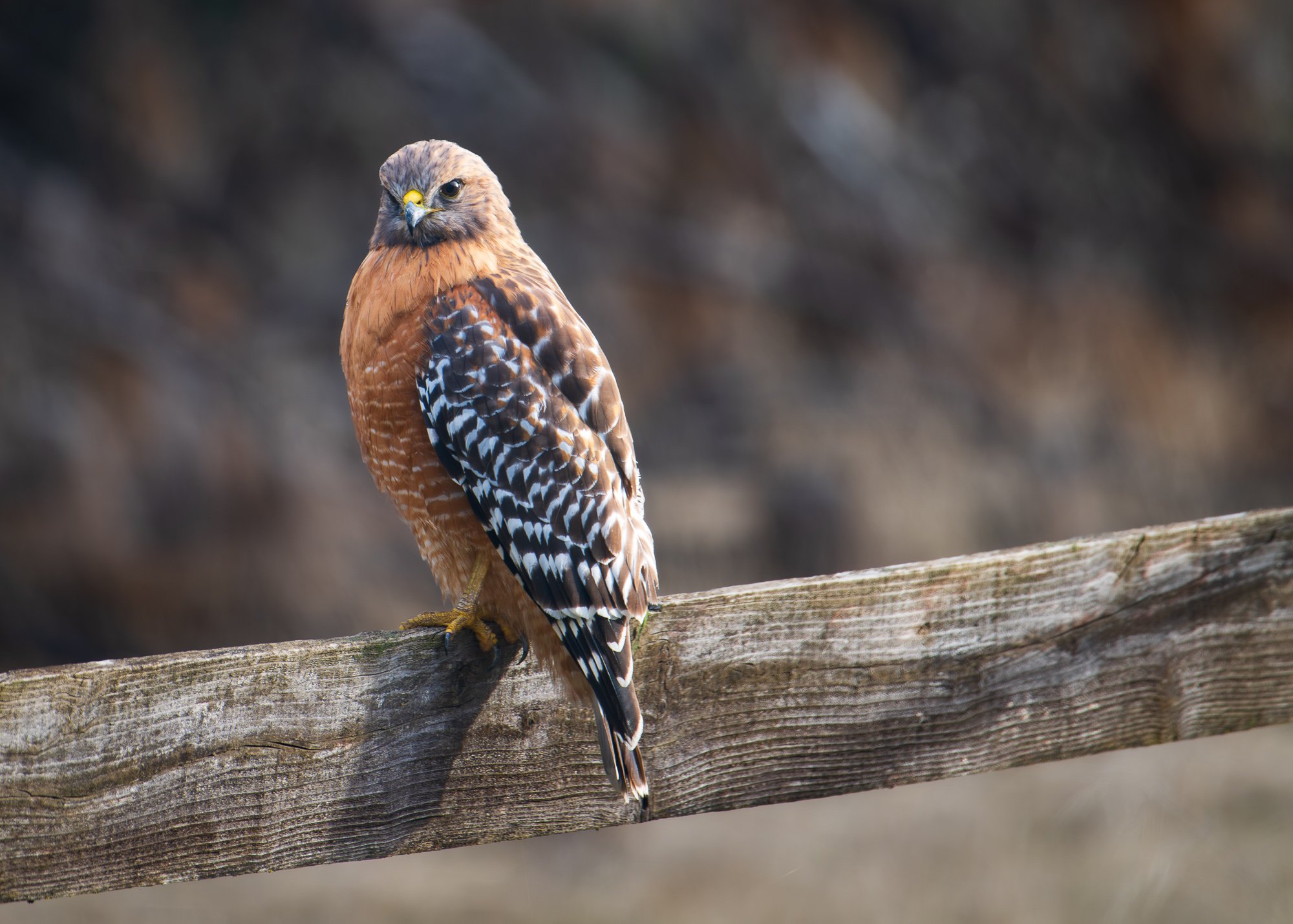 Red-Shouldered Hawk