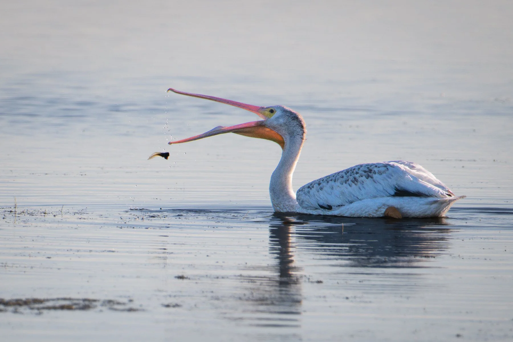 American White Pelican