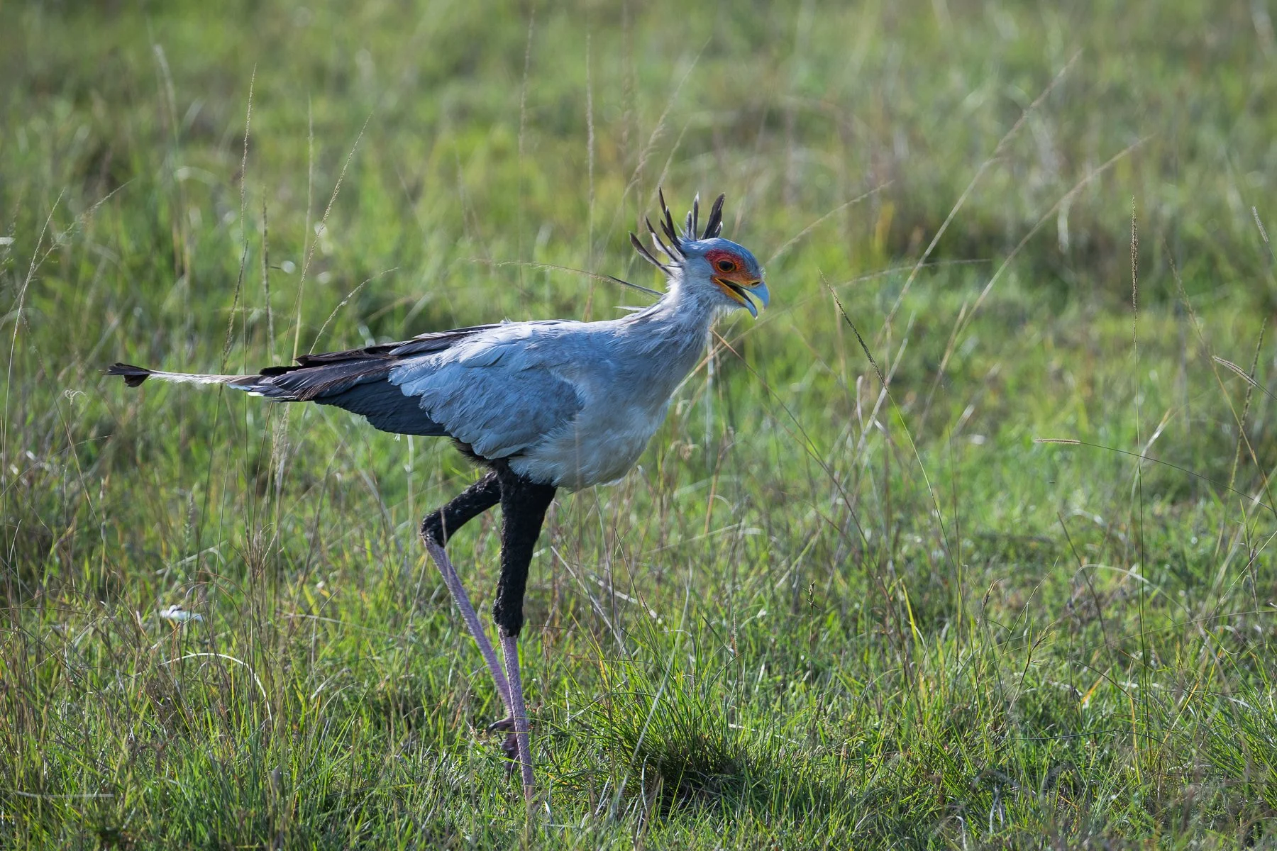 Secretary Bird