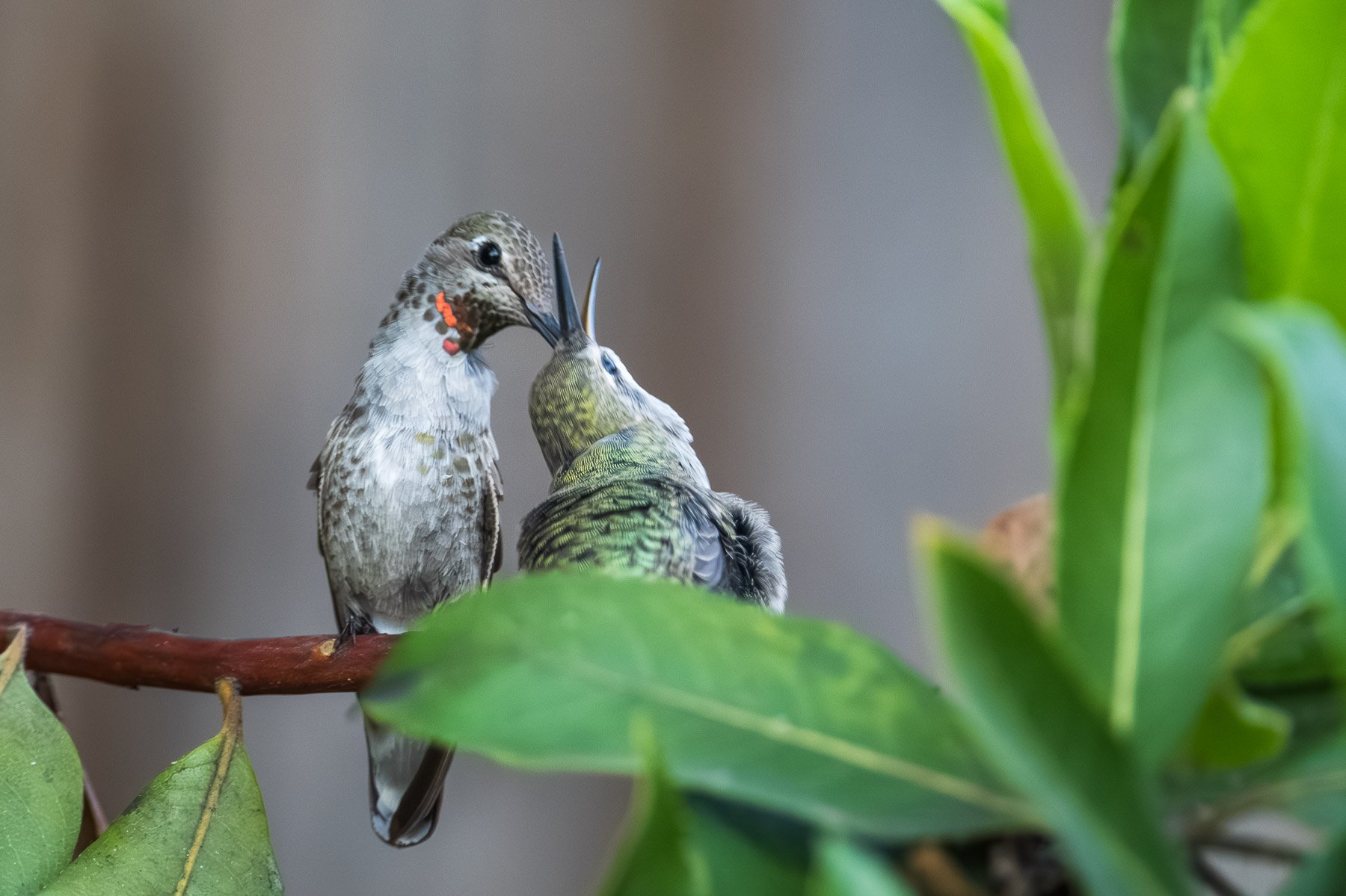 Humming Bird