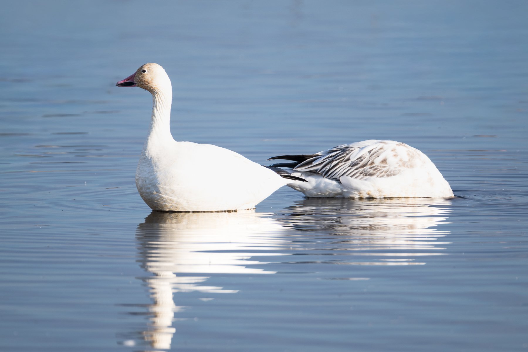 Snow Geese