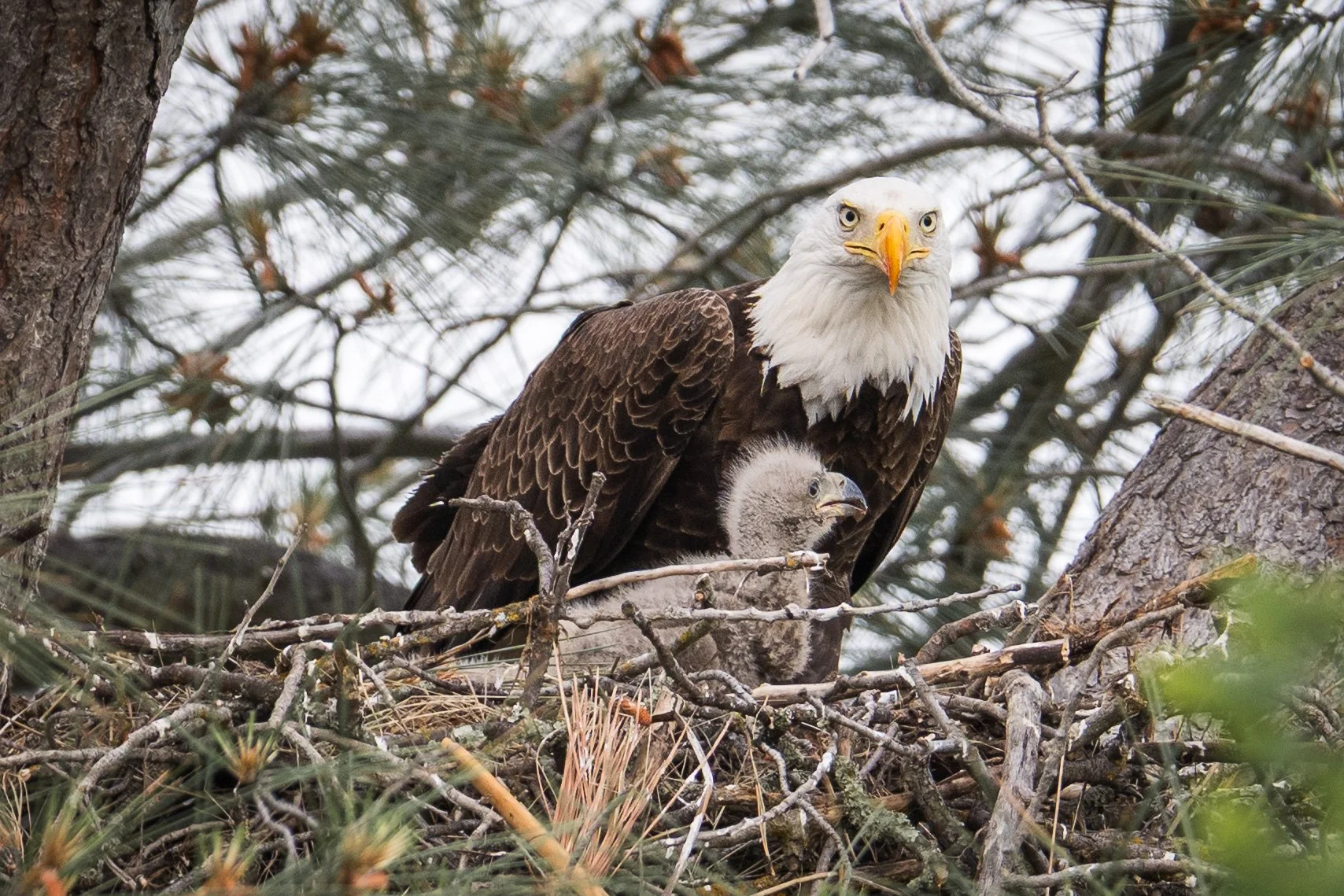 Bald Eagle and chick