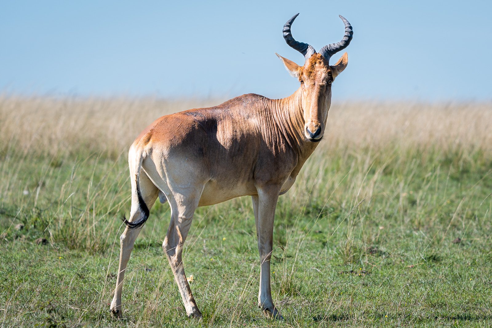 Hartebeest