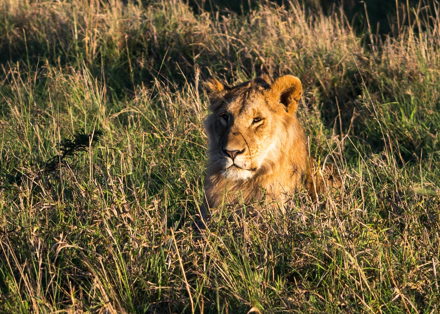 Lion