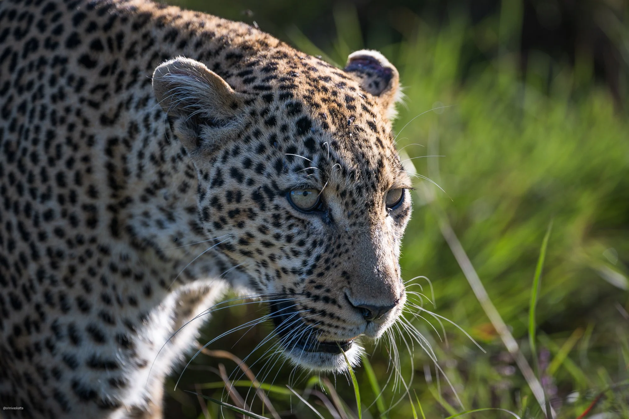 Leopard Kazuri