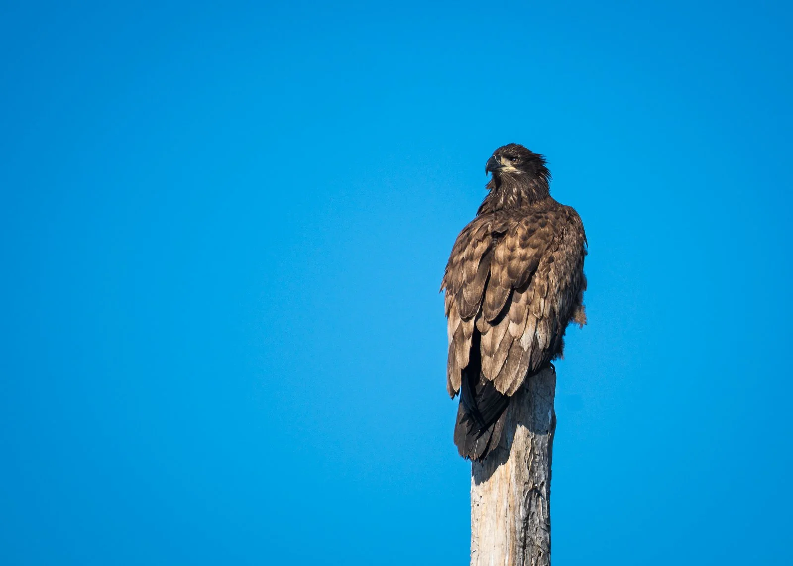 Young Bald Eagle