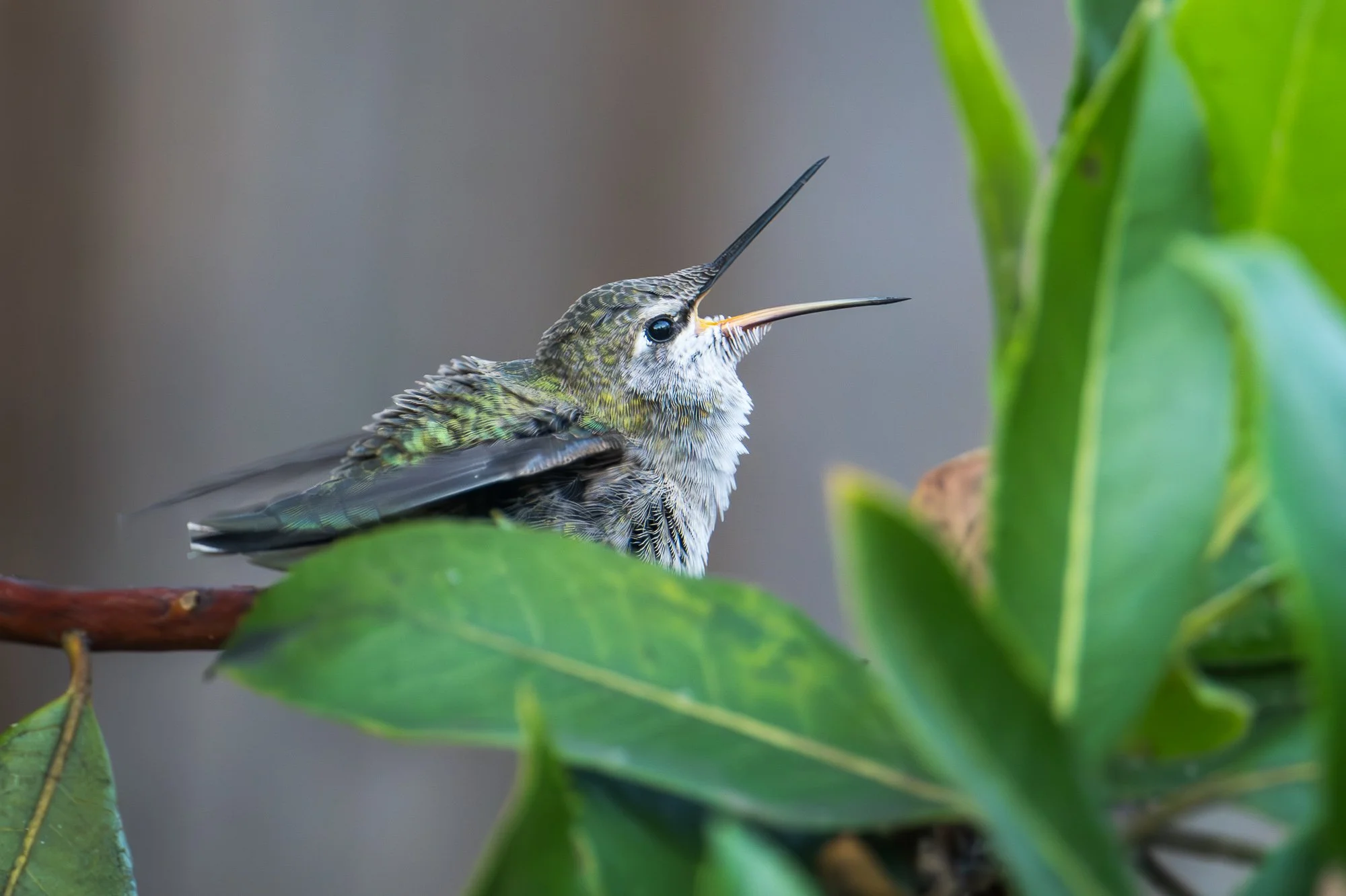 Humming Bird