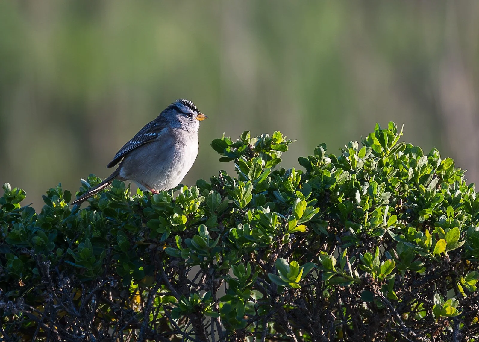 White Crowned Sparrow