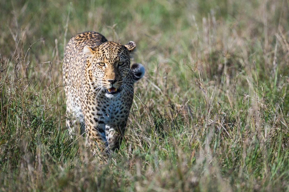 Leopard, Masai Mara, Kenya