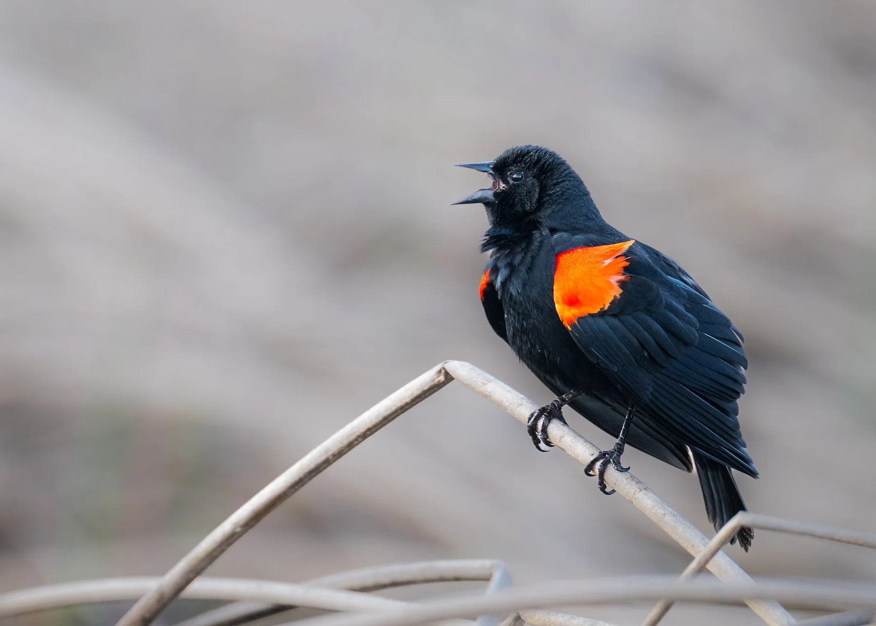 Red-Winged Black Bird