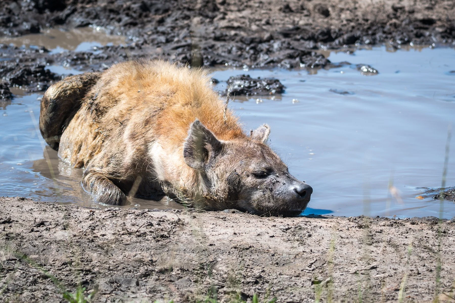 Hyena