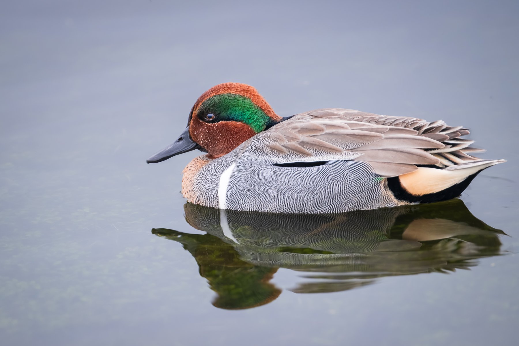 Eurasian teal