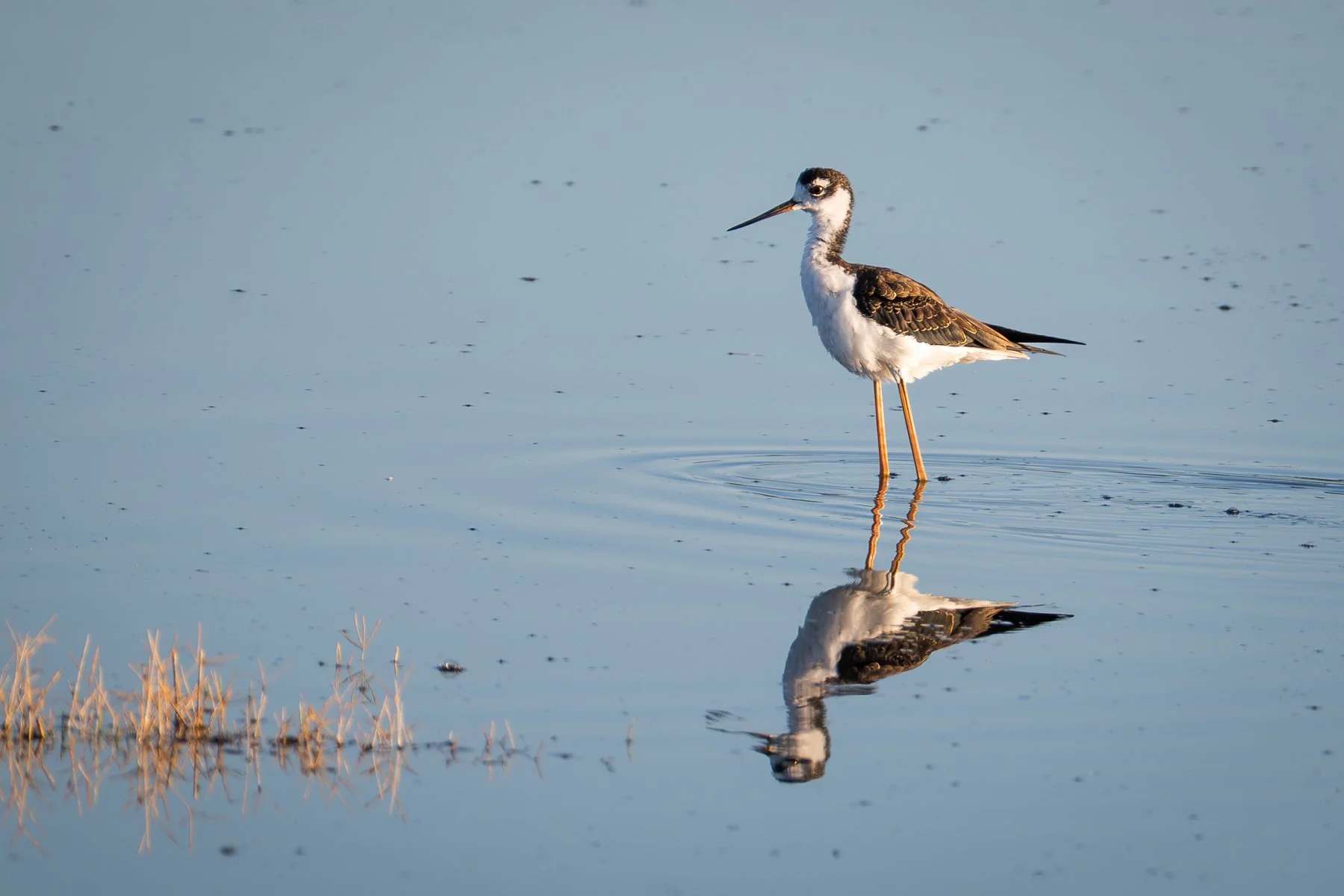 Black Necked Stilt