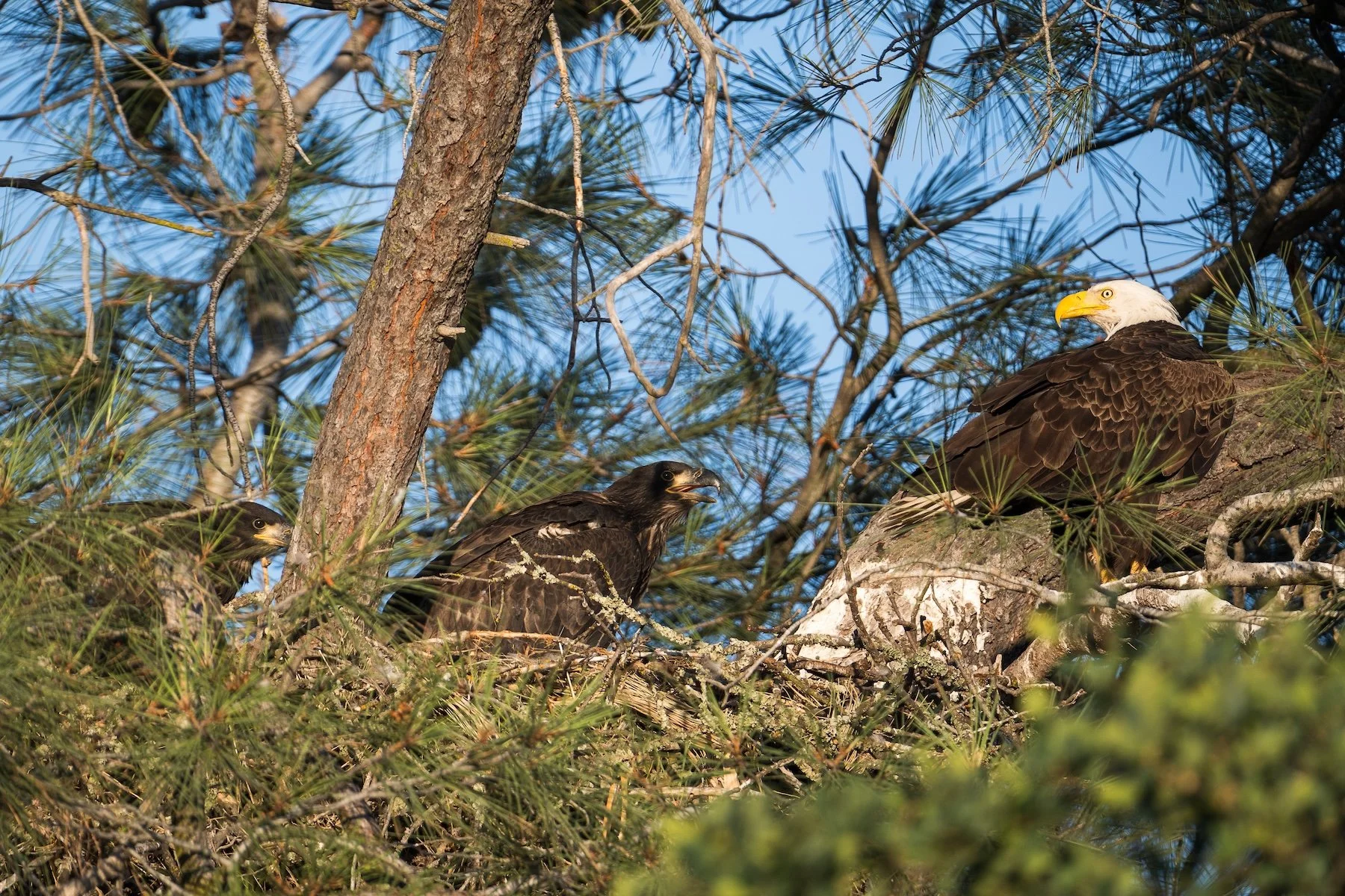Bald Eagle with Chicks
