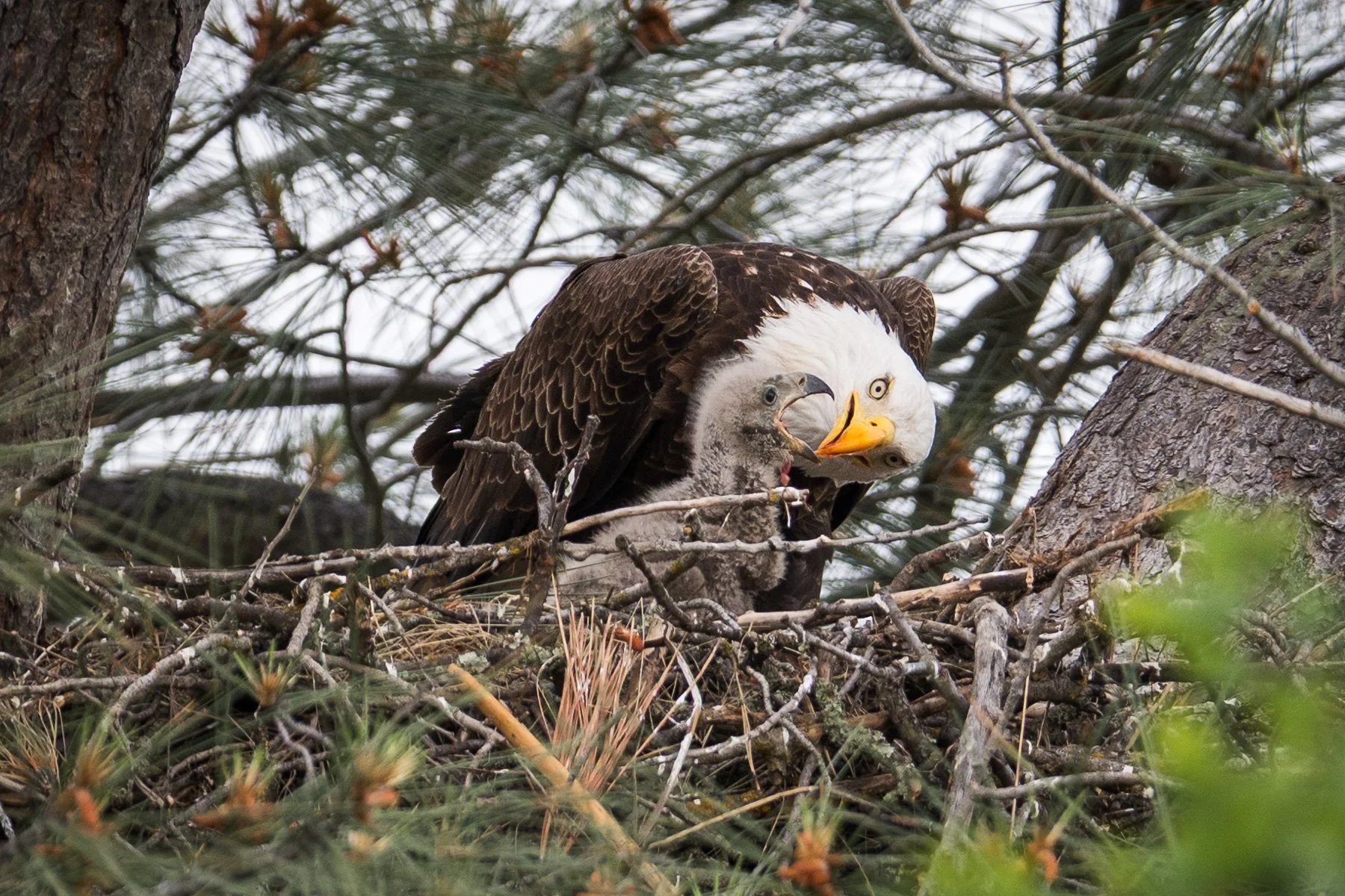 Bald Eagle and chick