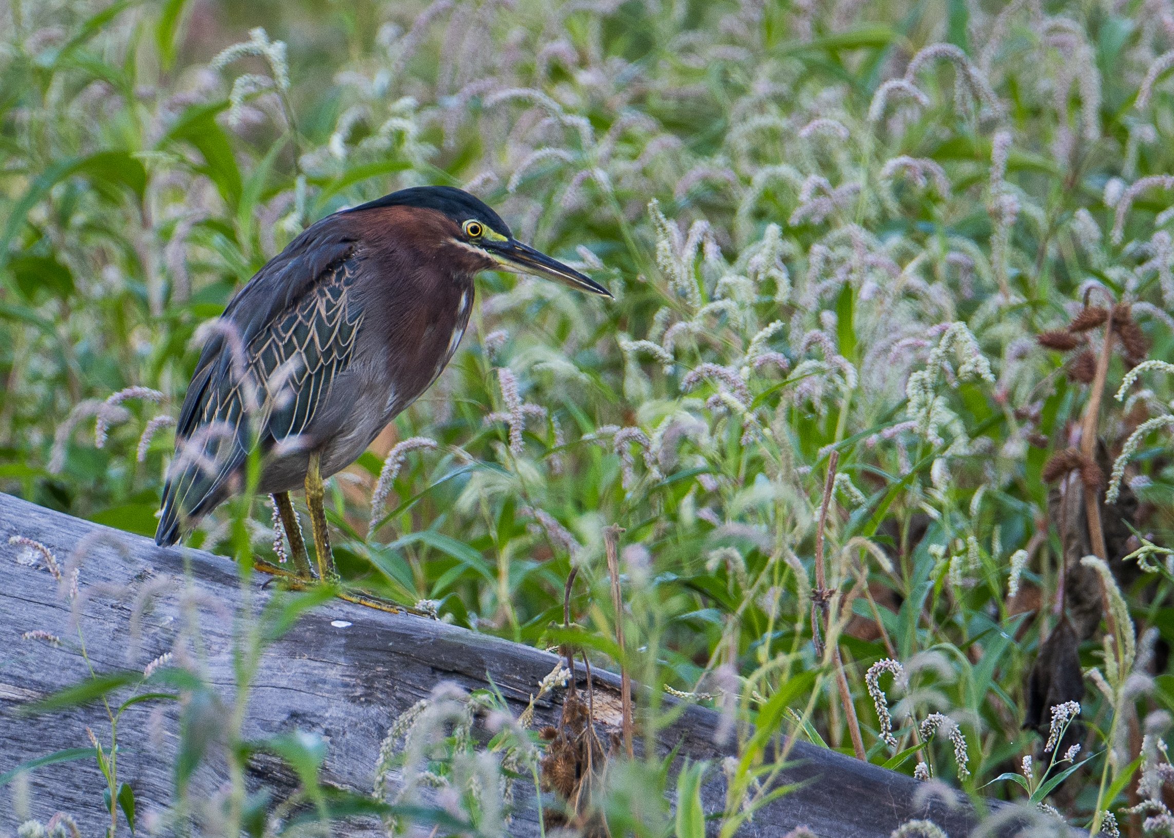Green Heron