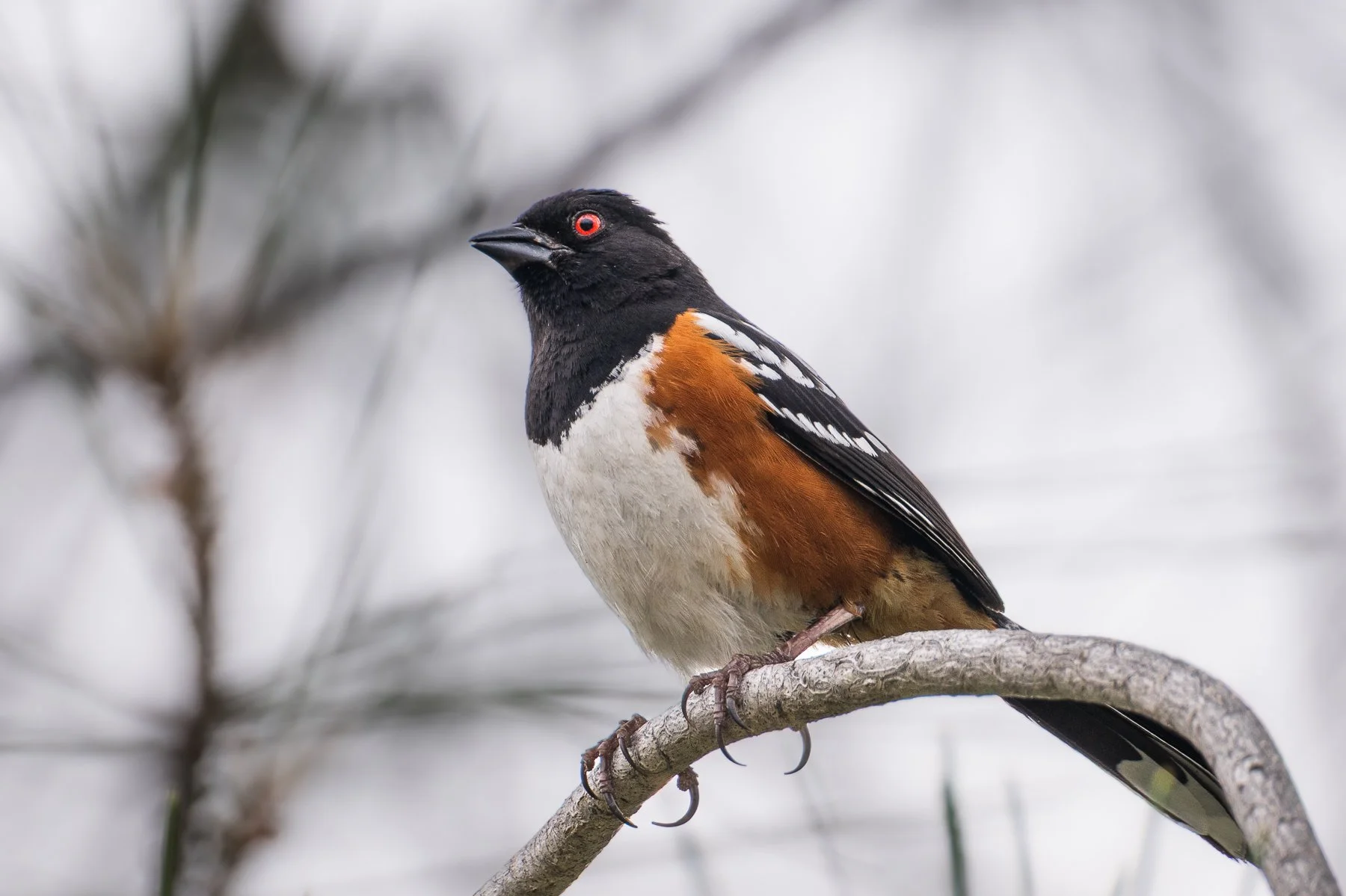 Spotted Towhee