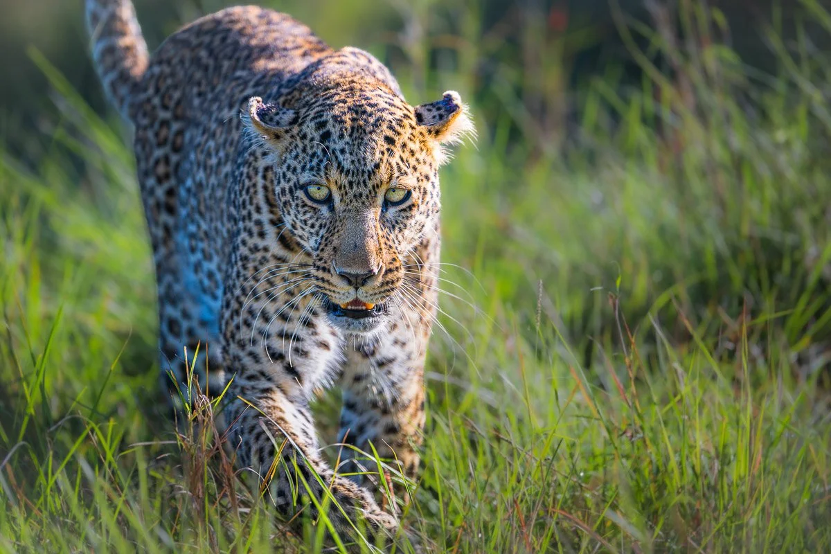 The Leopard Stare