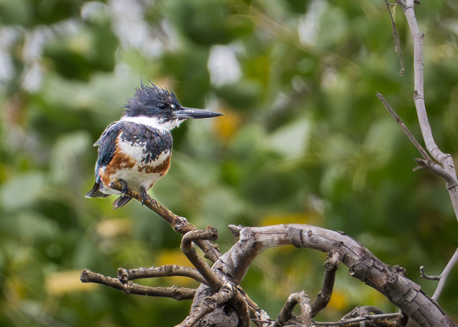 Belted Kingfisher