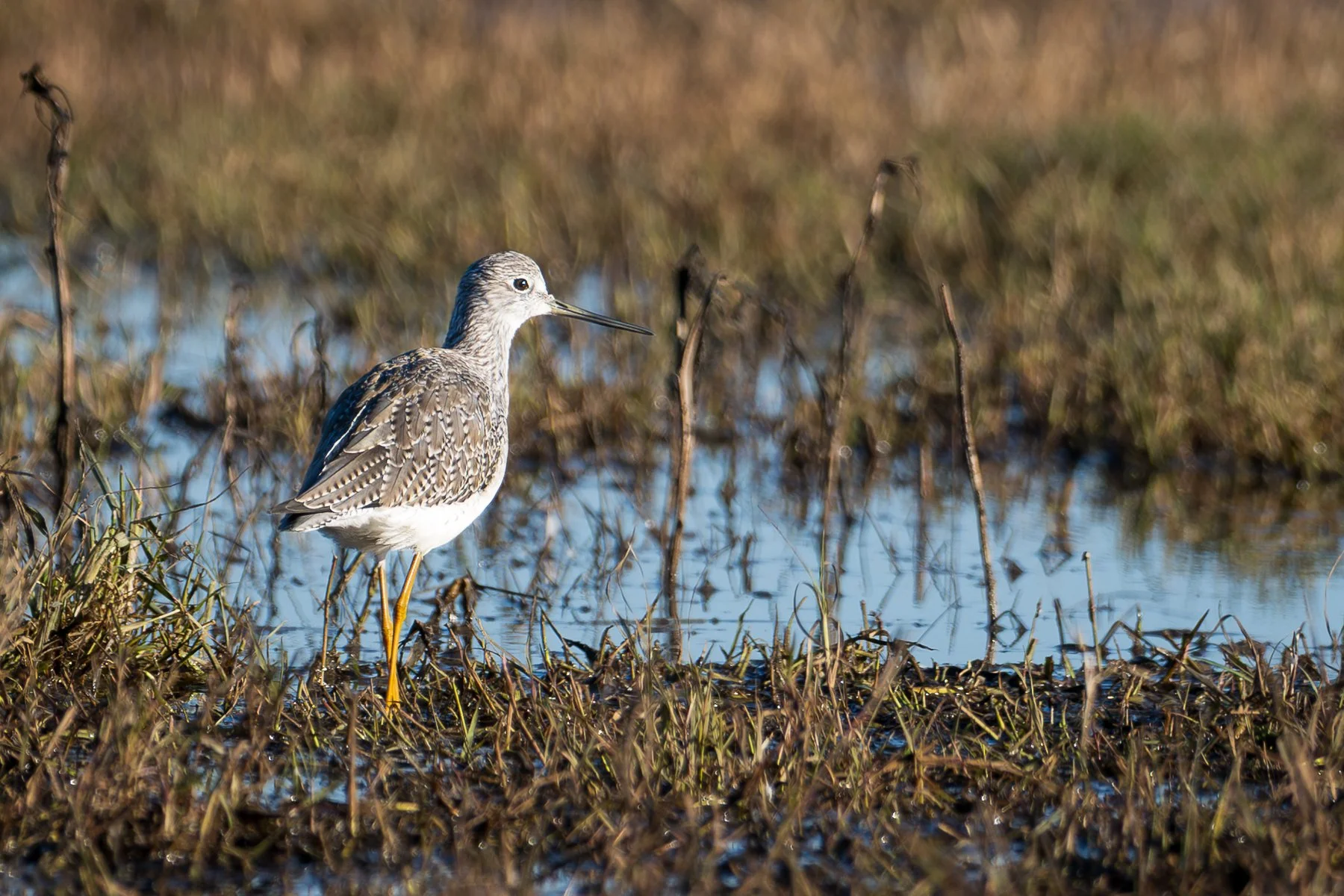 Greater Yellowlegs