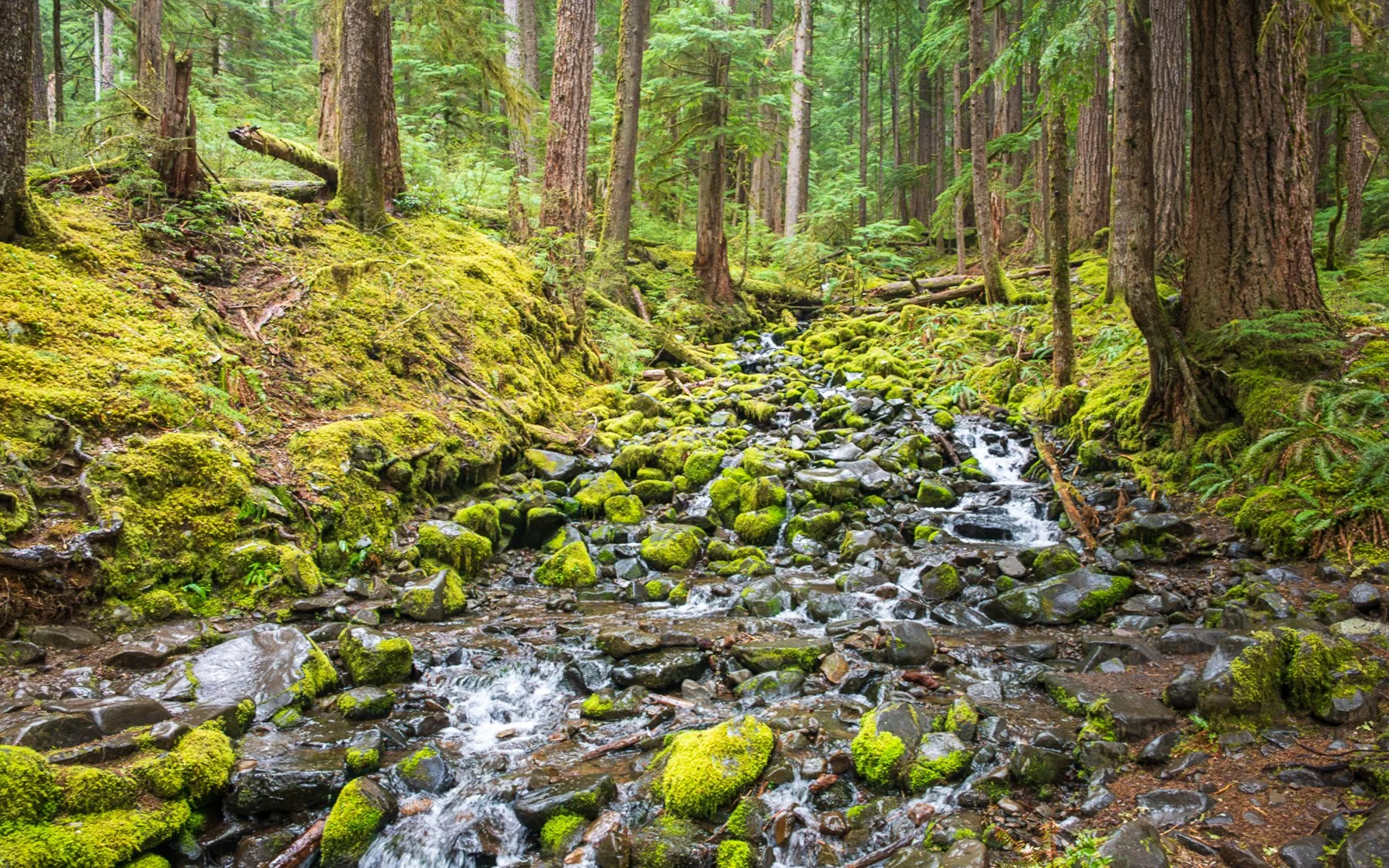 Olympic National Park