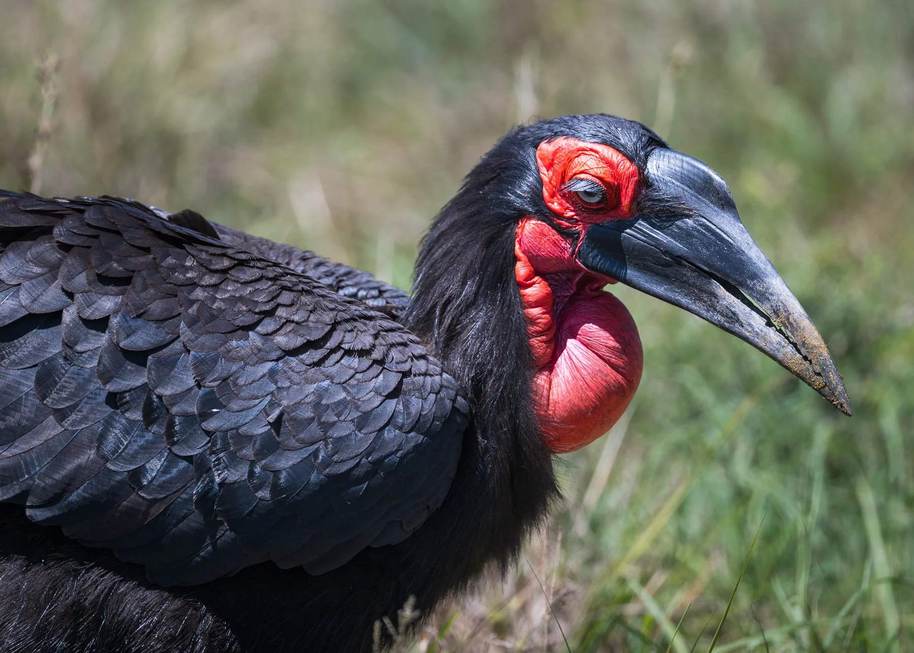 Southern Ground Hornbill