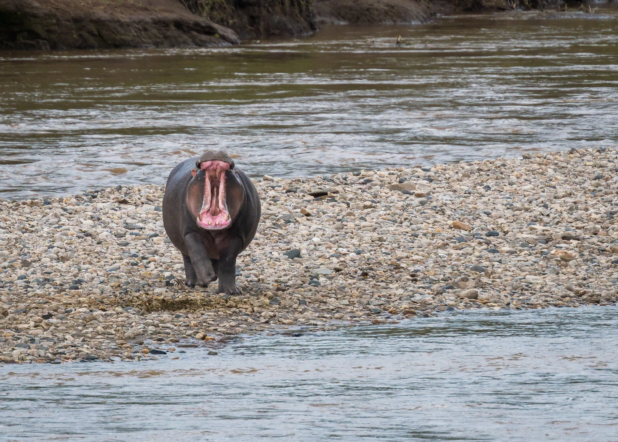 Hippo