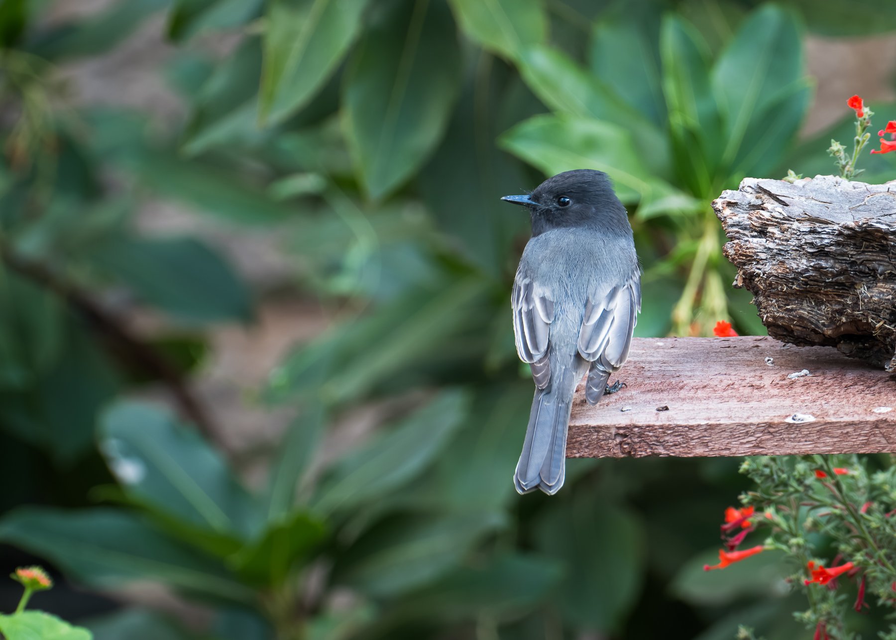 Black Phoebe