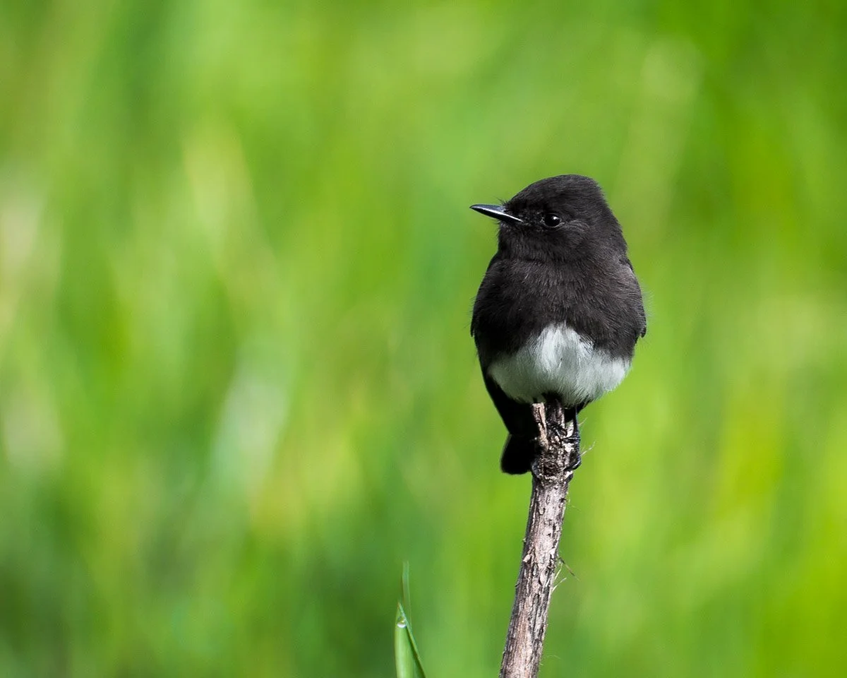 Beautiful Black Phoebe