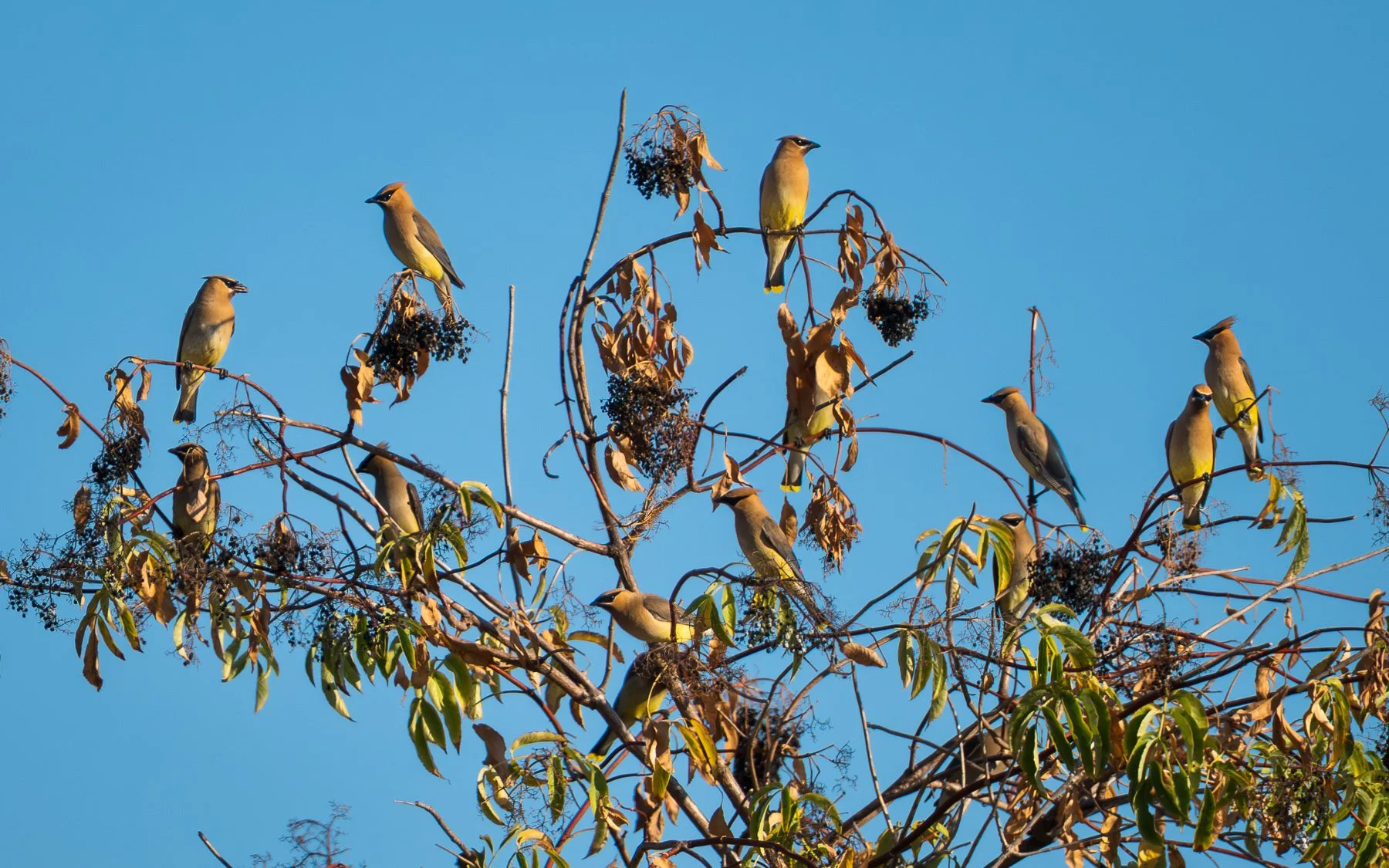 Cedar Waxwings