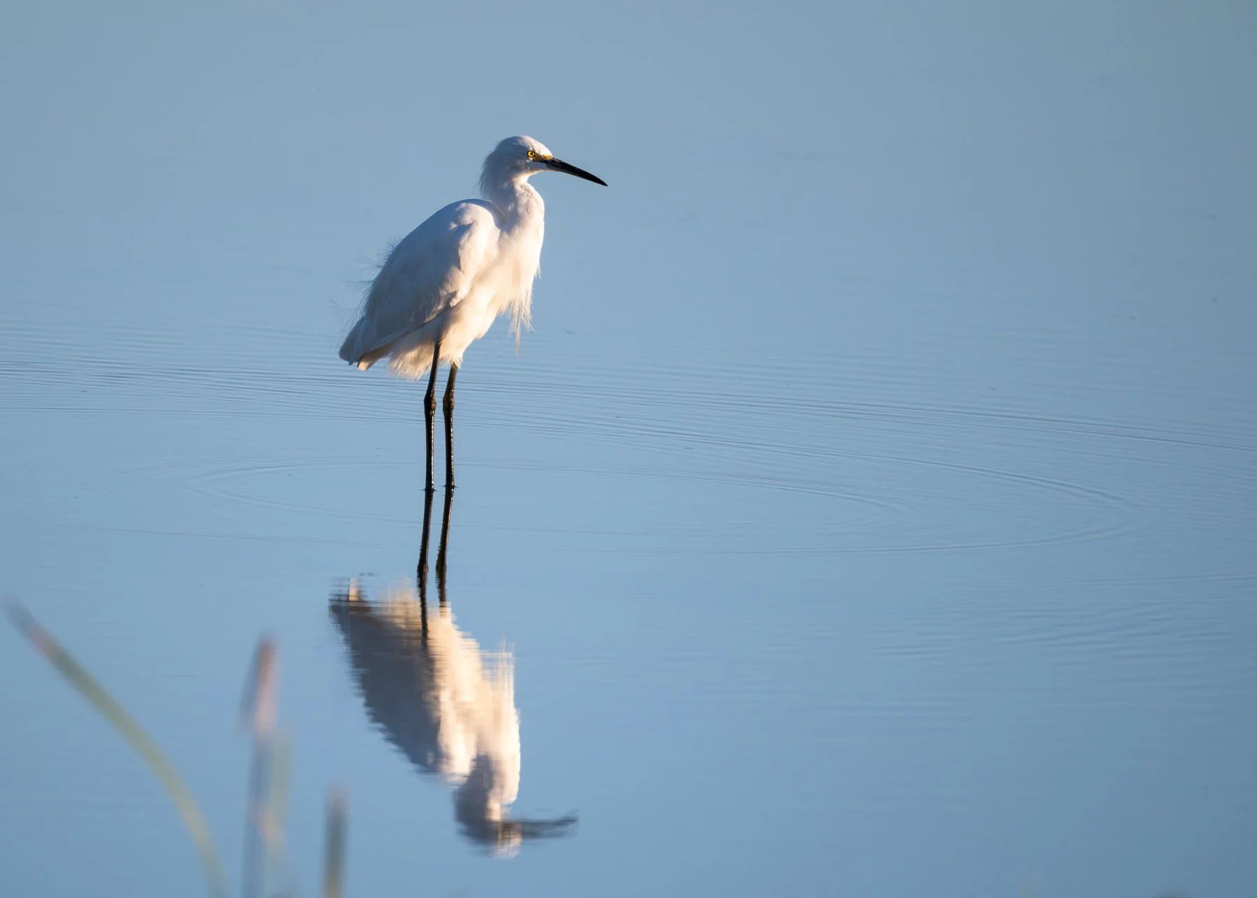 Snowy Egret