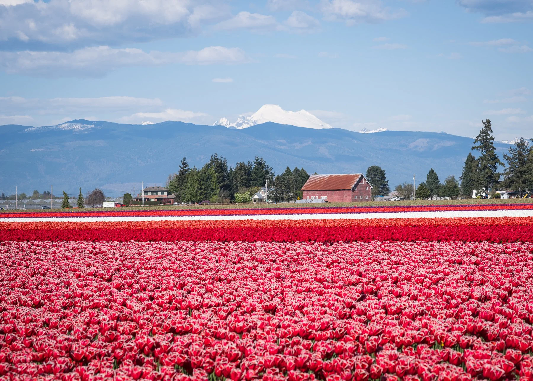 Skagit Valley Tulips, WA