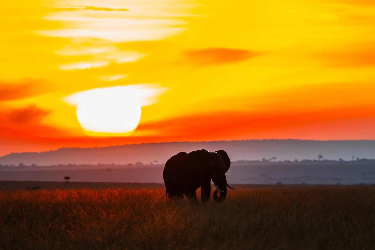 The Savanna Silhouette
