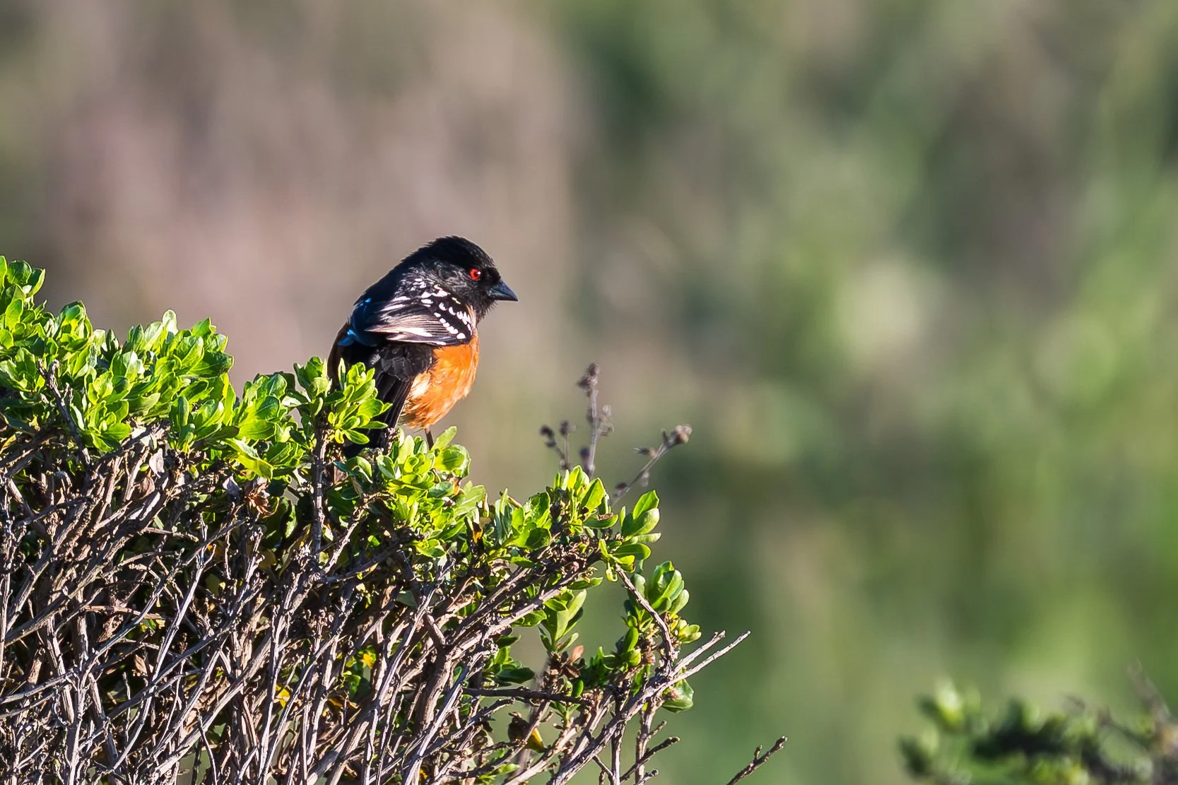 Spotted Towhee, CA.