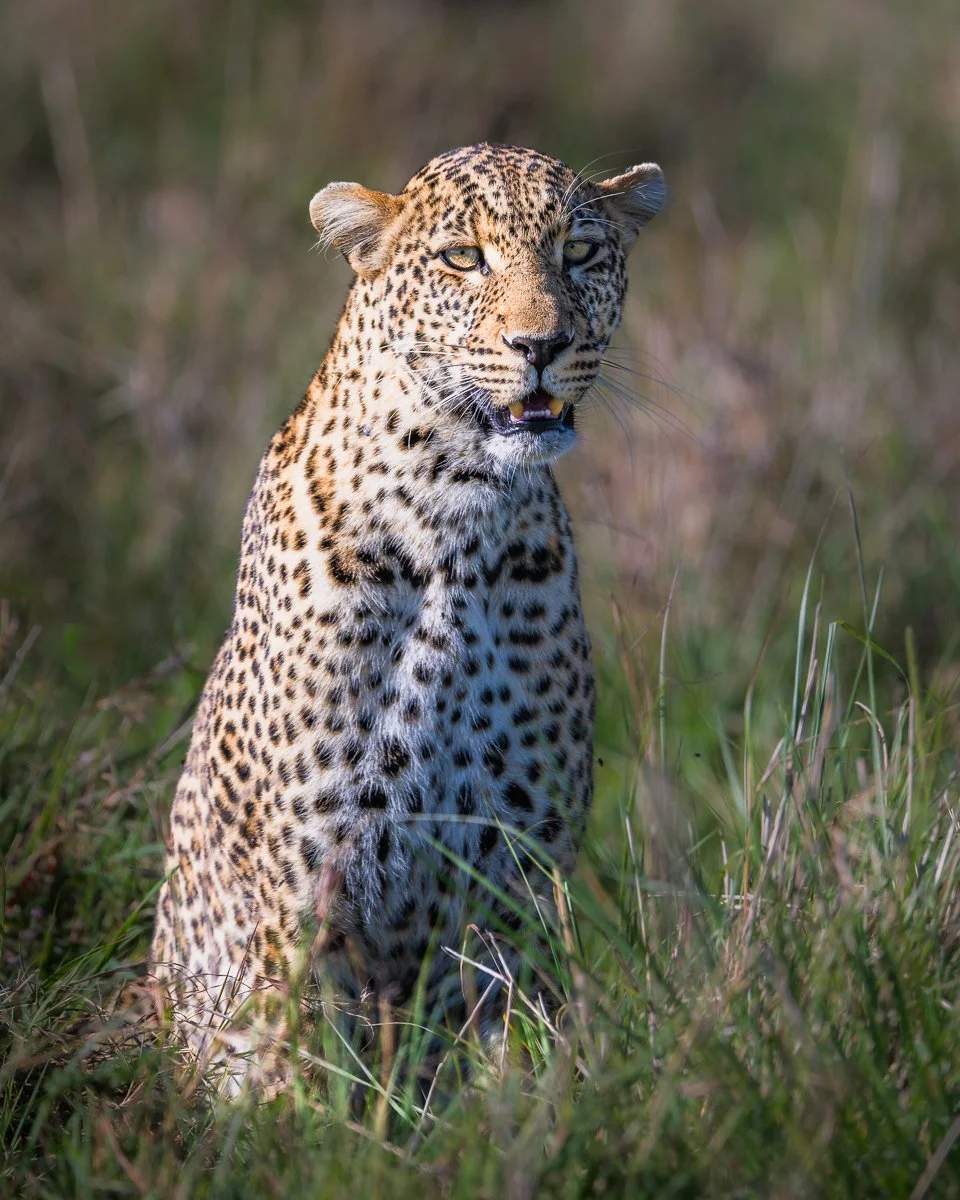 The Spots of the Mara