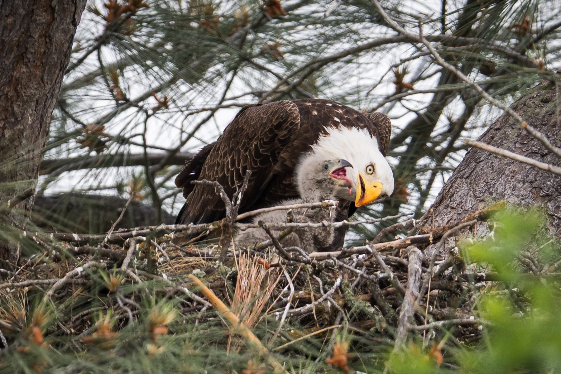 Bald Eagle and chick