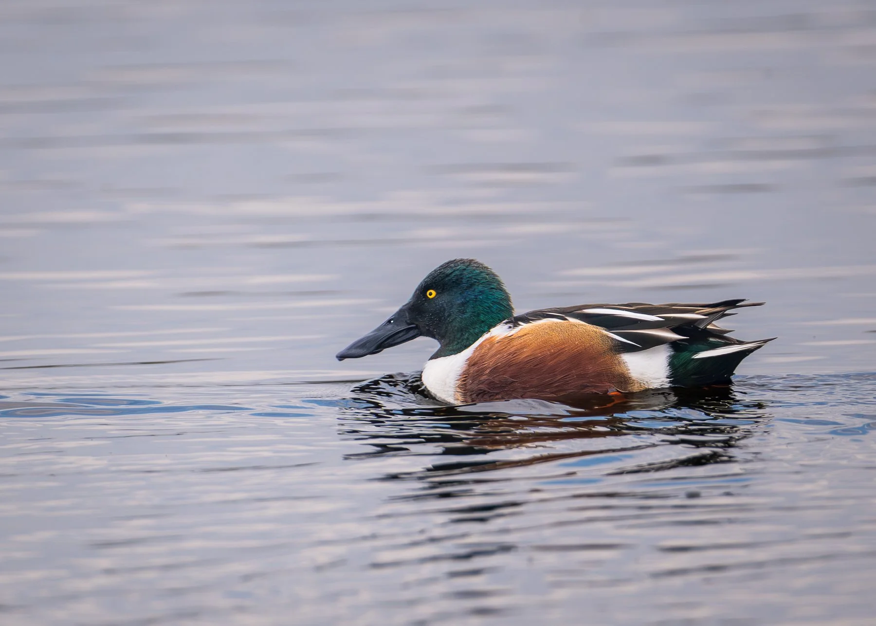 Northern Shoveler