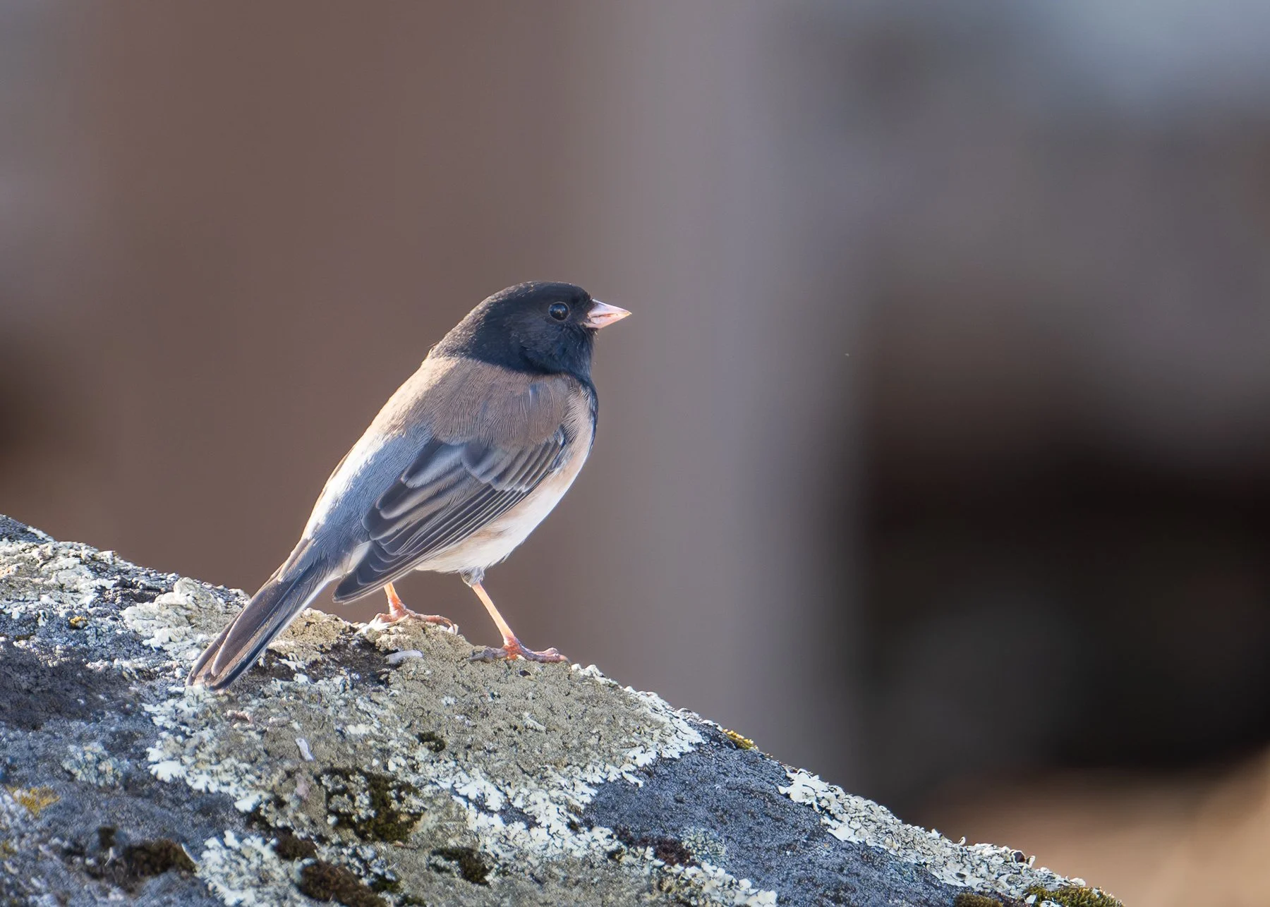 Dark Eyed Junco