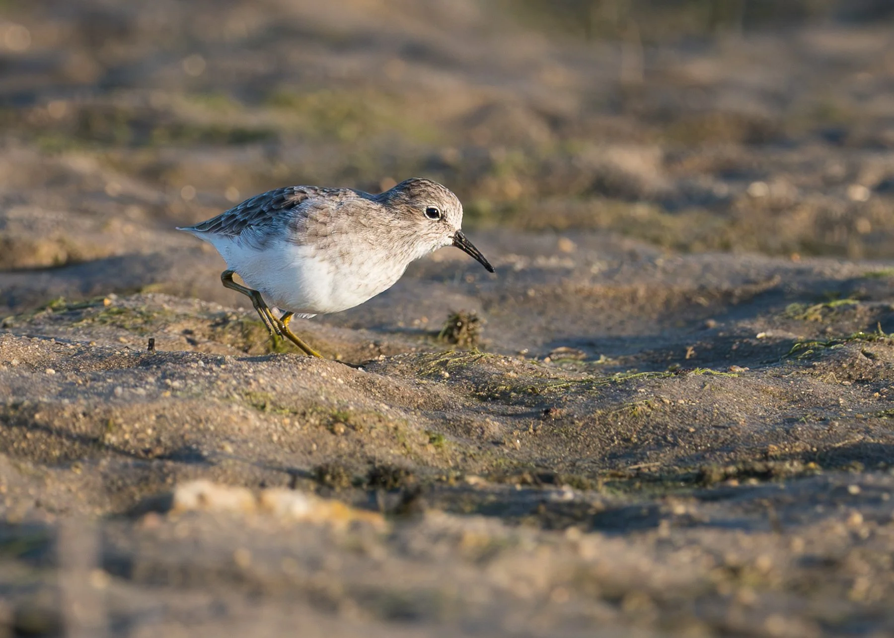 Least Sandpiper