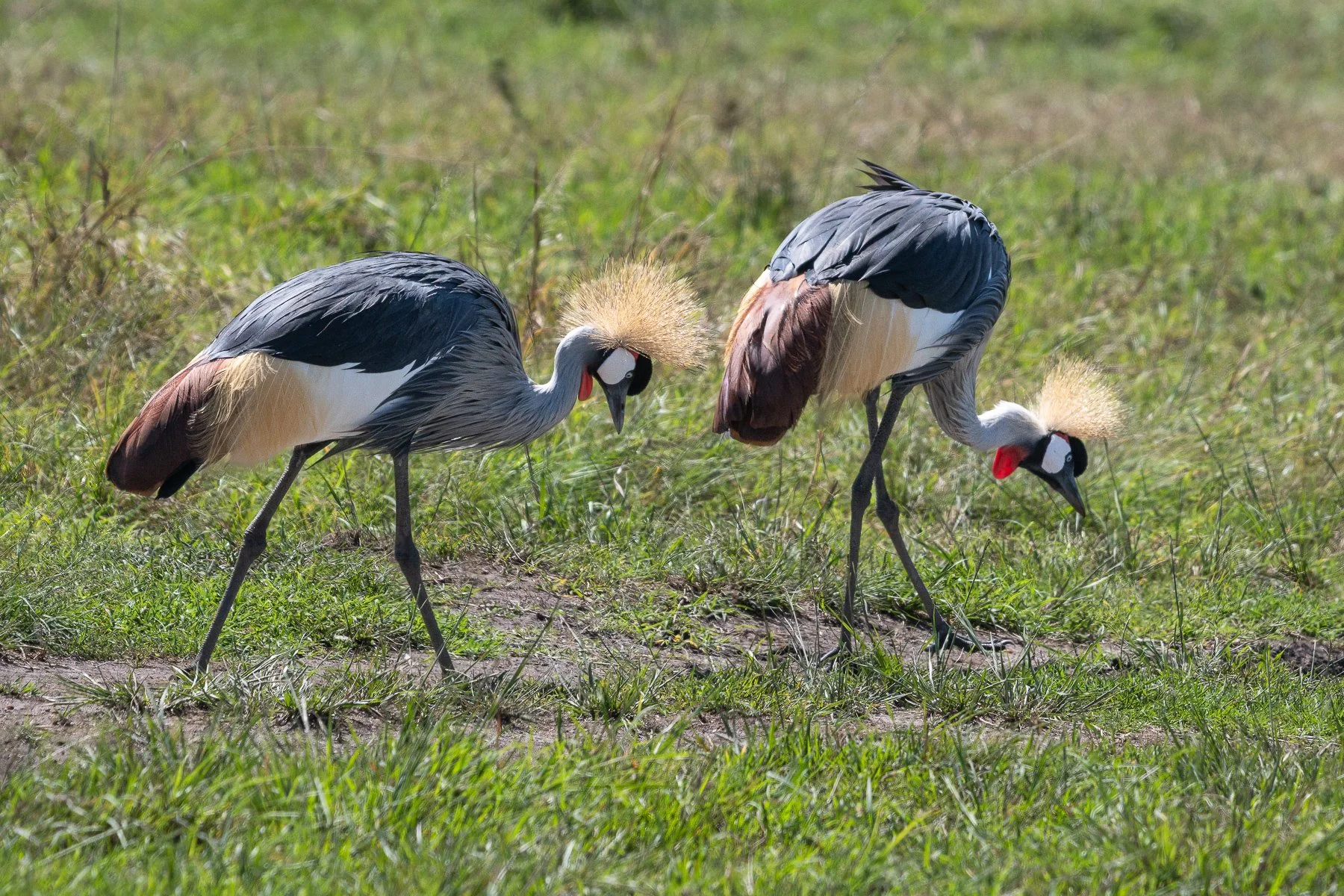 Gray Crowned Cranes