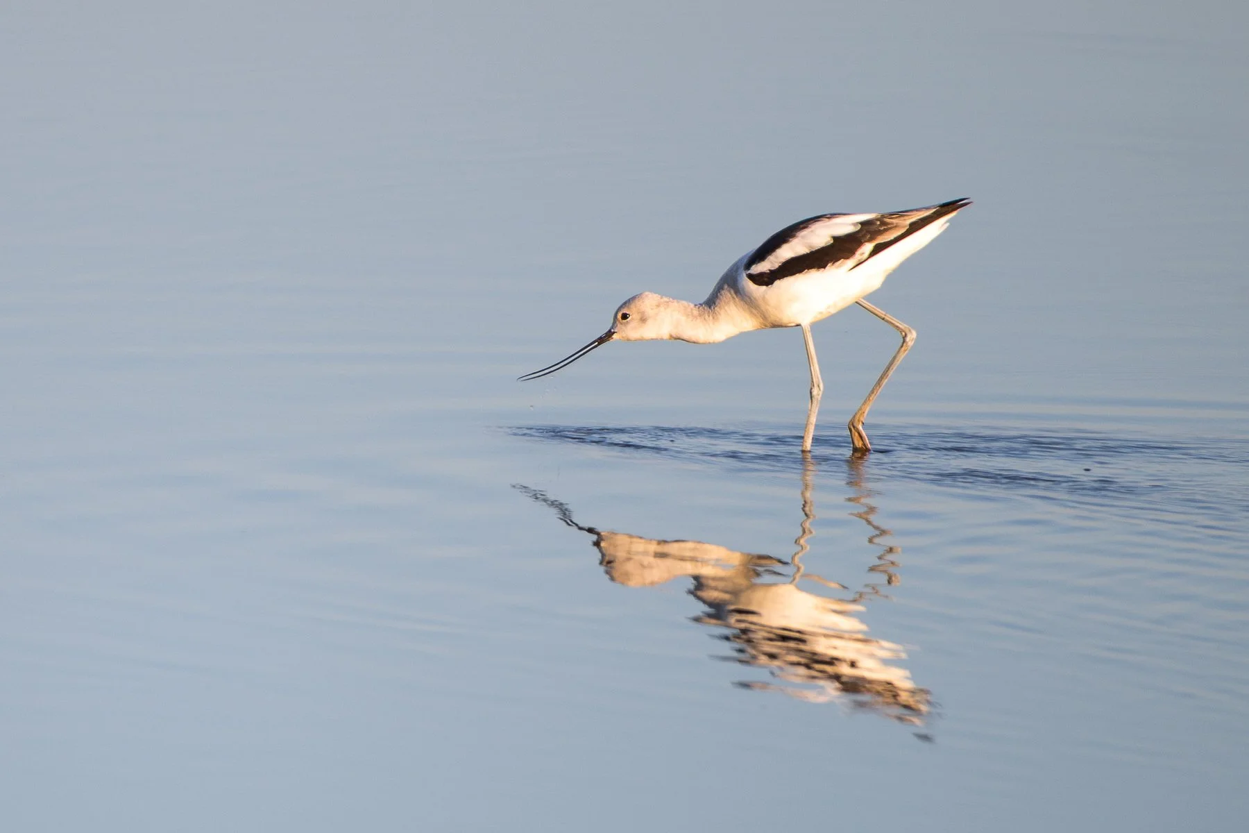 American Avocet