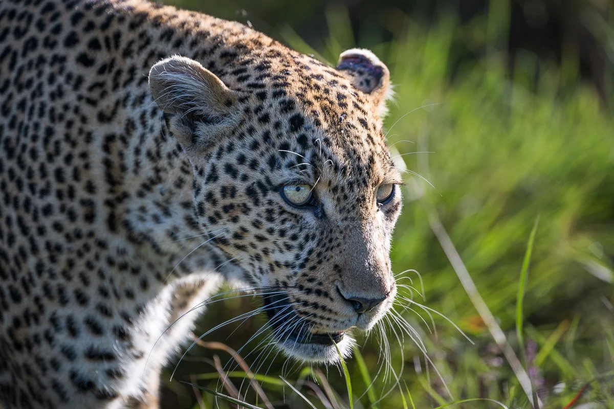 Leopard