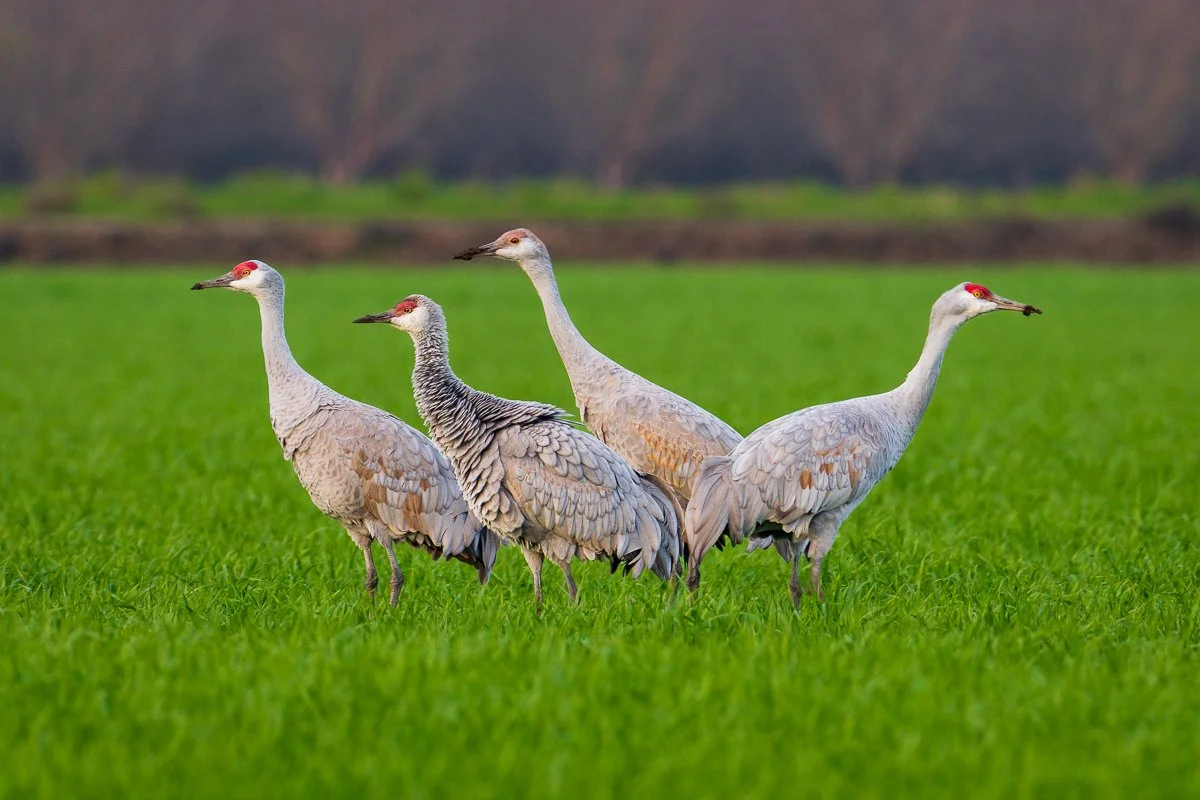 Sandhill Cranes