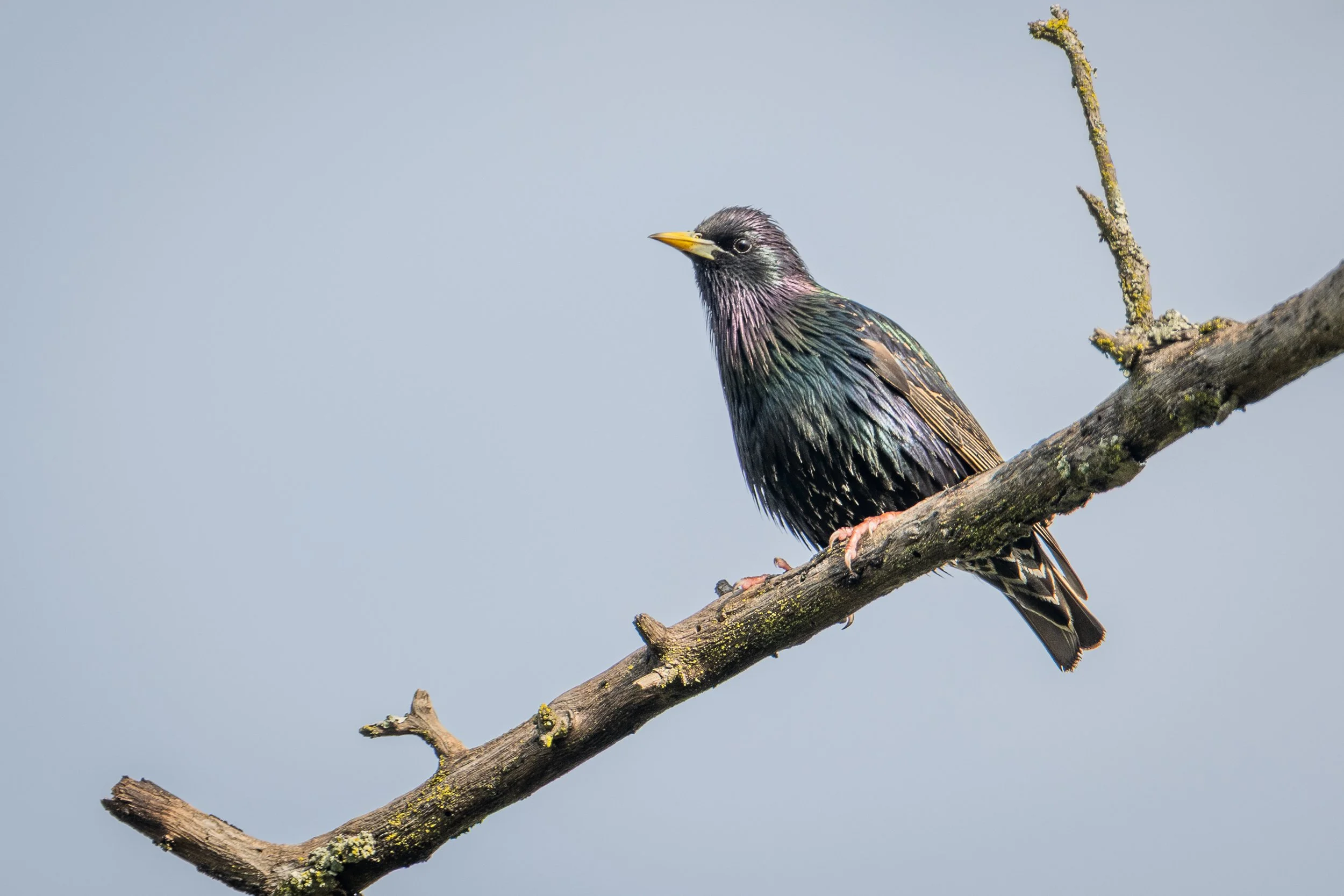 Starling