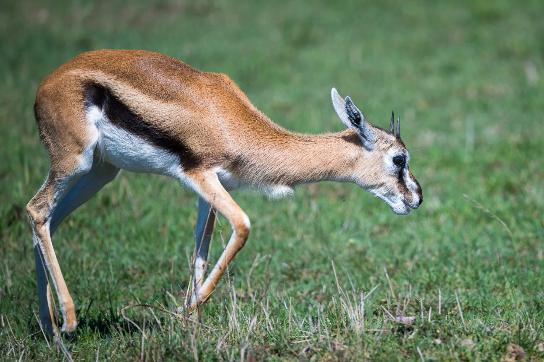 Gazelle