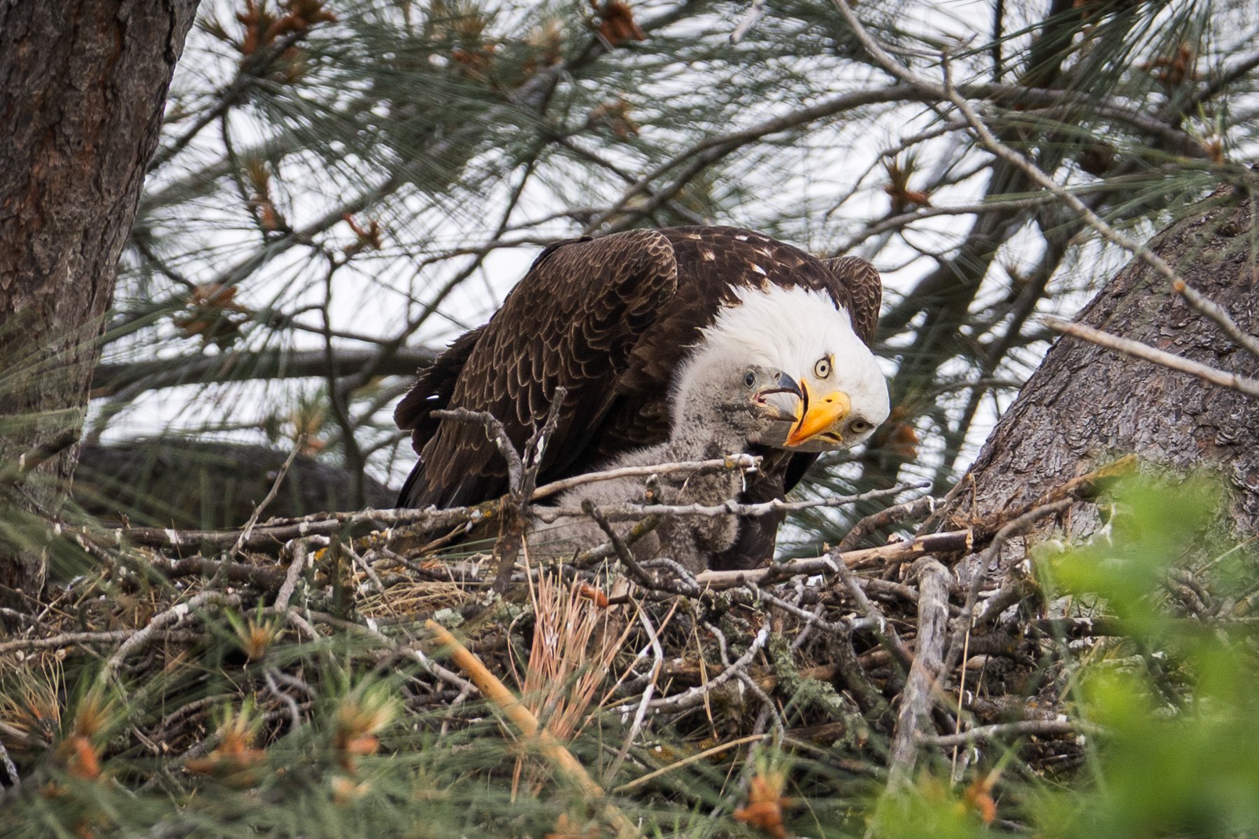 Bald Eagle and chick