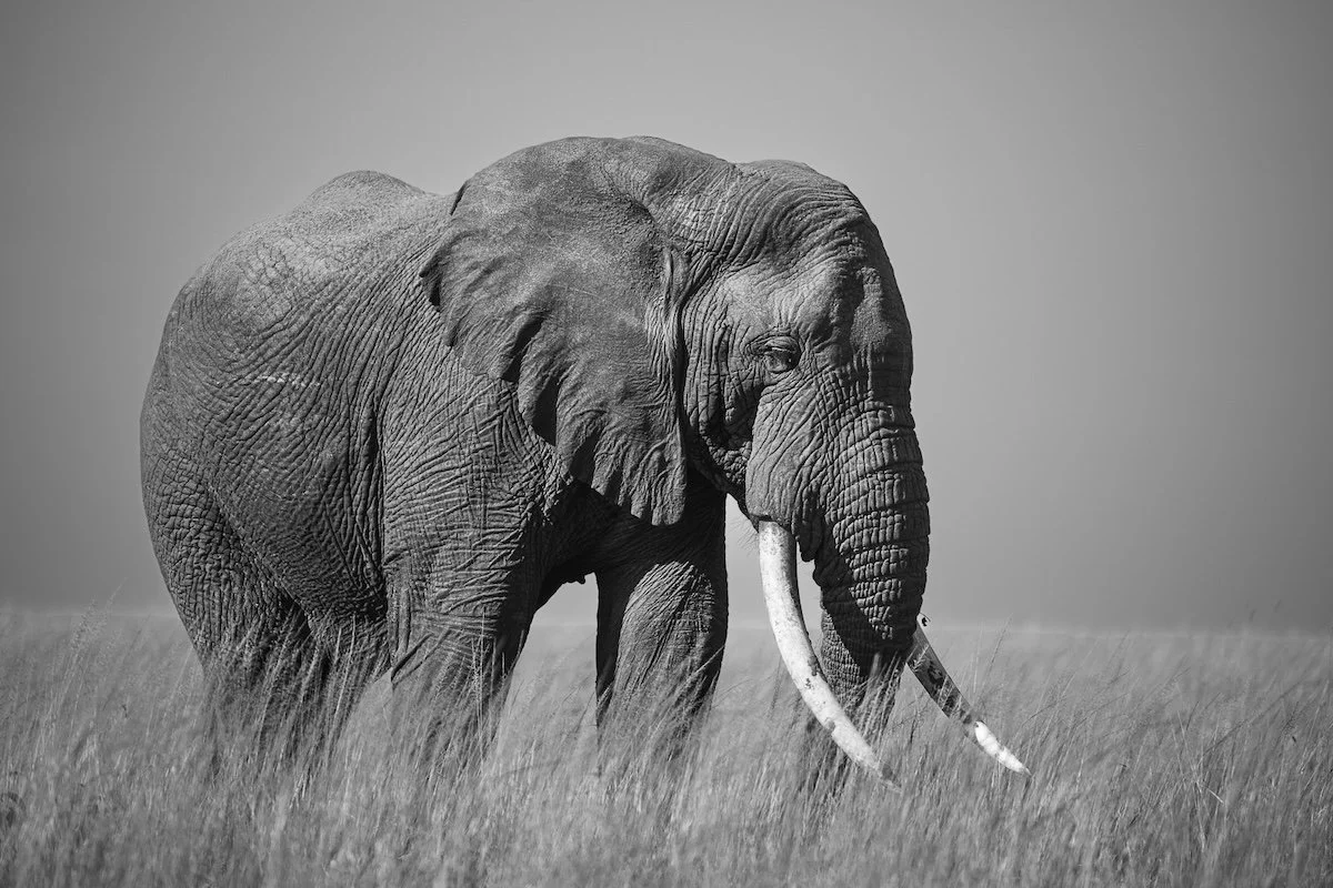 Gentle Giant