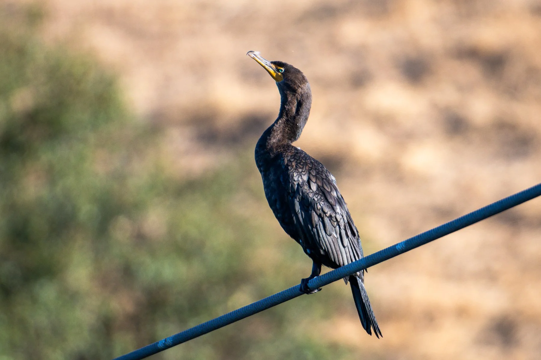 Cormorant